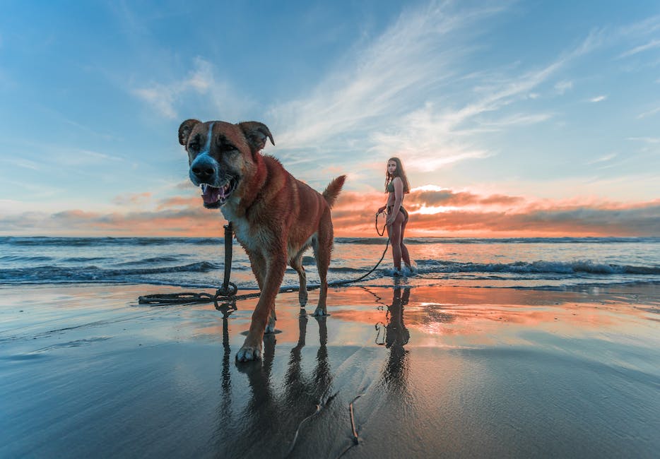 Warum beißen Hunde in Füße? - Erfahren Sie, was Sie dagegen tun können.