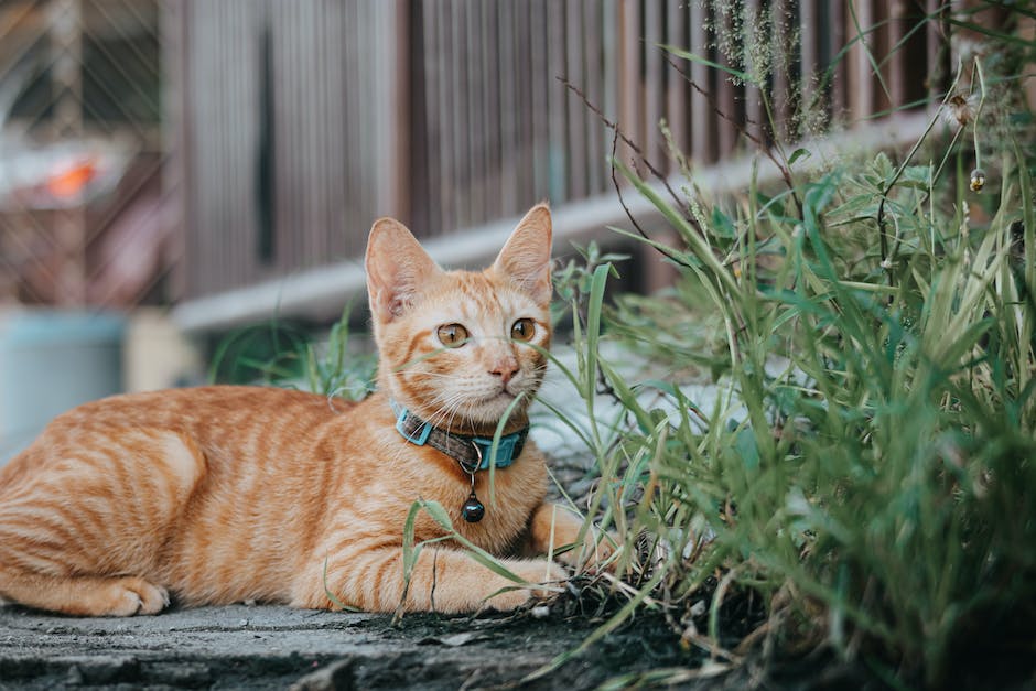 Katzen beißen in Füße aus Territorialität