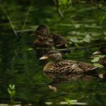 Warum haben Enten nicht kalte Füße?