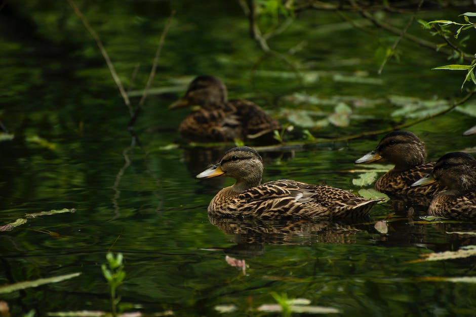 Warum haben Enten nicht kalte Füße?