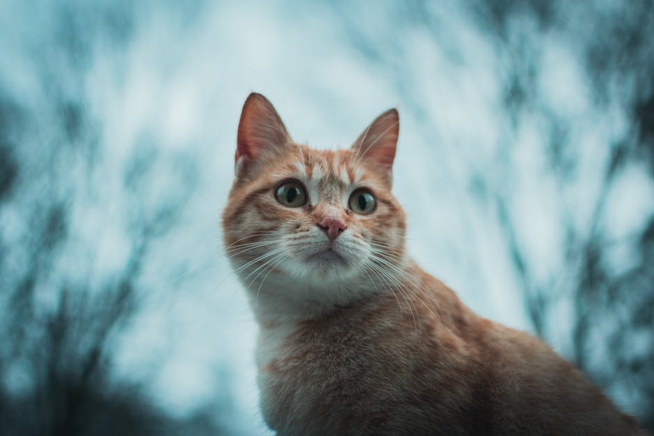  warum landen Katzen immer auf ihren Füßen?