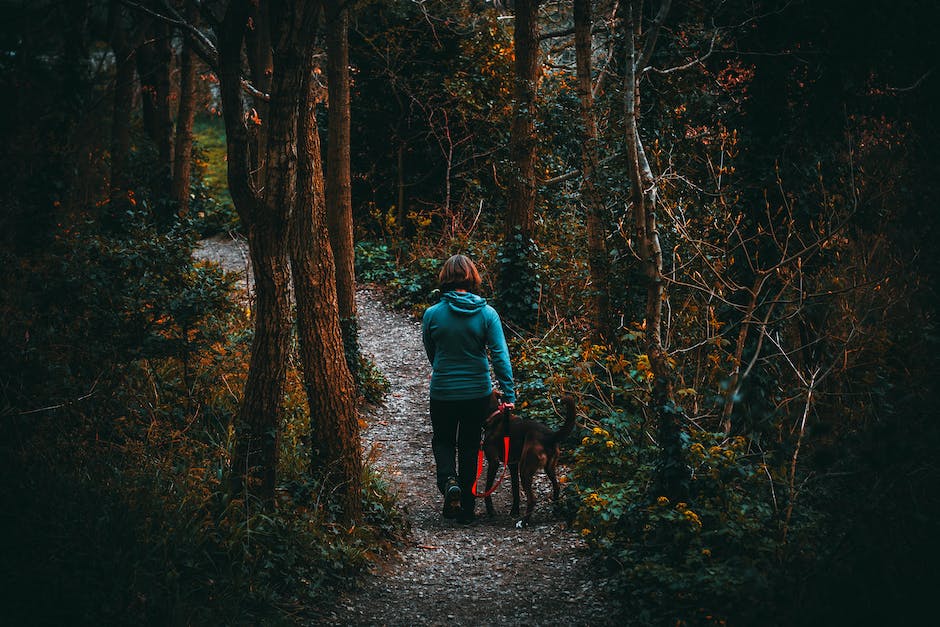  Warum lecken Hunde die Füße? Erfahren Sie mehr über die Gründe.