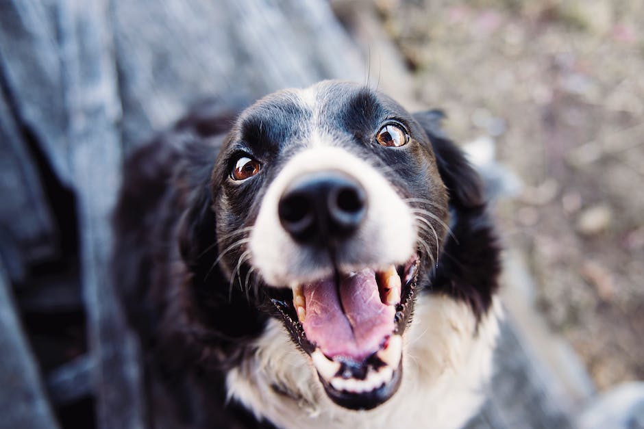 Hund Füße lecken Erklärung