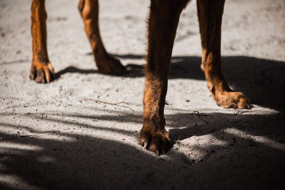 Warum lecken Hunde die Füße? - Ein Experte erklärt den Grund