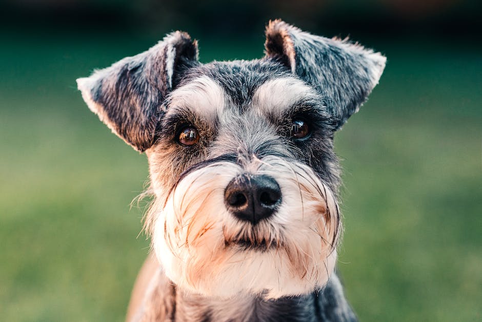  Warum lecken Hunde Füße als Ausdruck liebevoller Zuneigung ab?