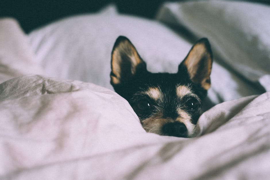 warum lecken Hunde die Füße des Besitzers