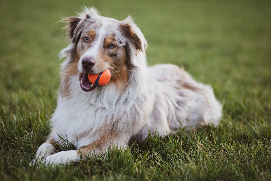  Warum lecken Hunde an Menschenfüßen?