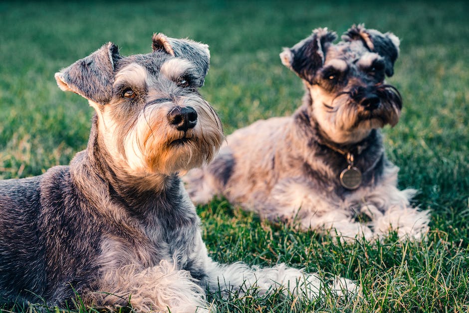  Hunde Lecken Füße ab - Warum?