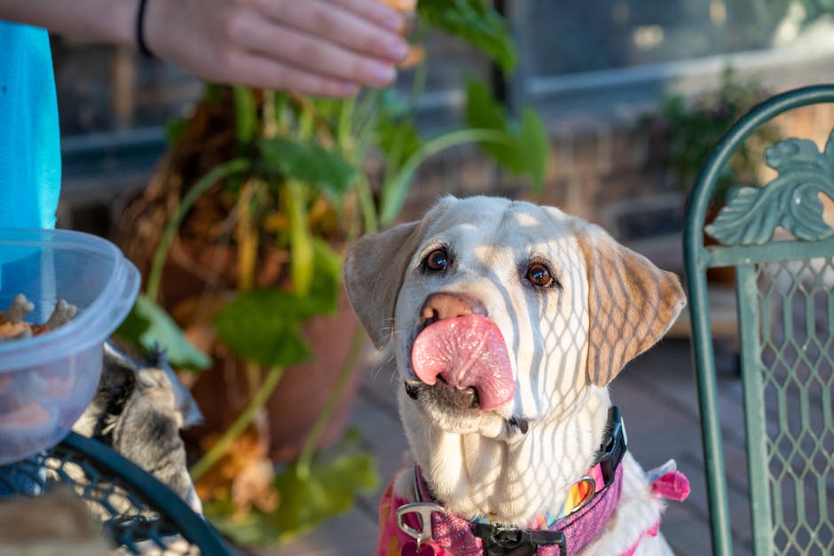  Warum lecken Hunde Füße ab?