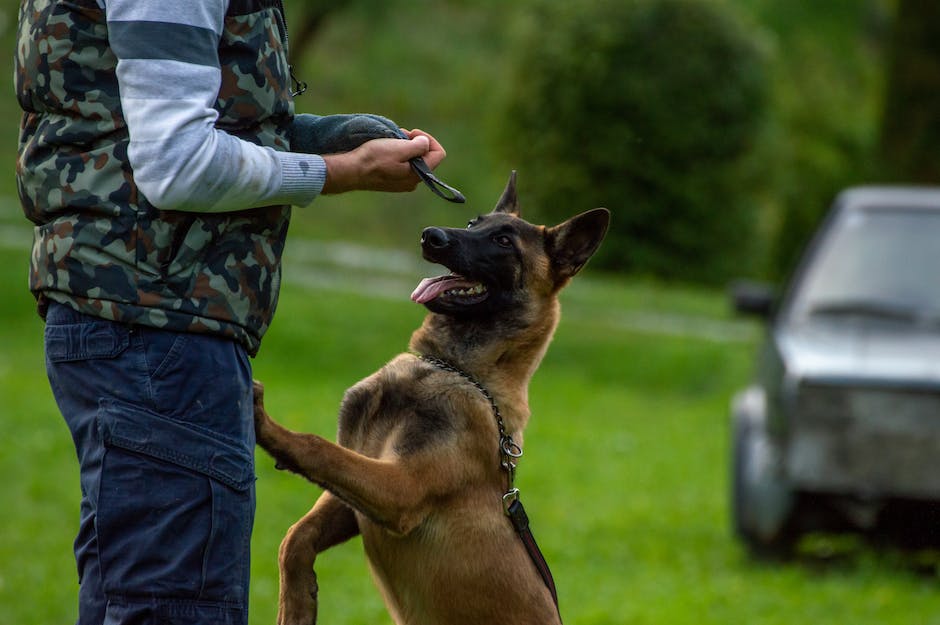  Warum leckt mein Hund meine Füße?