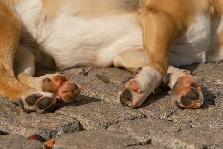 Hunde, die an den Füßen schlafen, um ihre Menschen zu beschützen