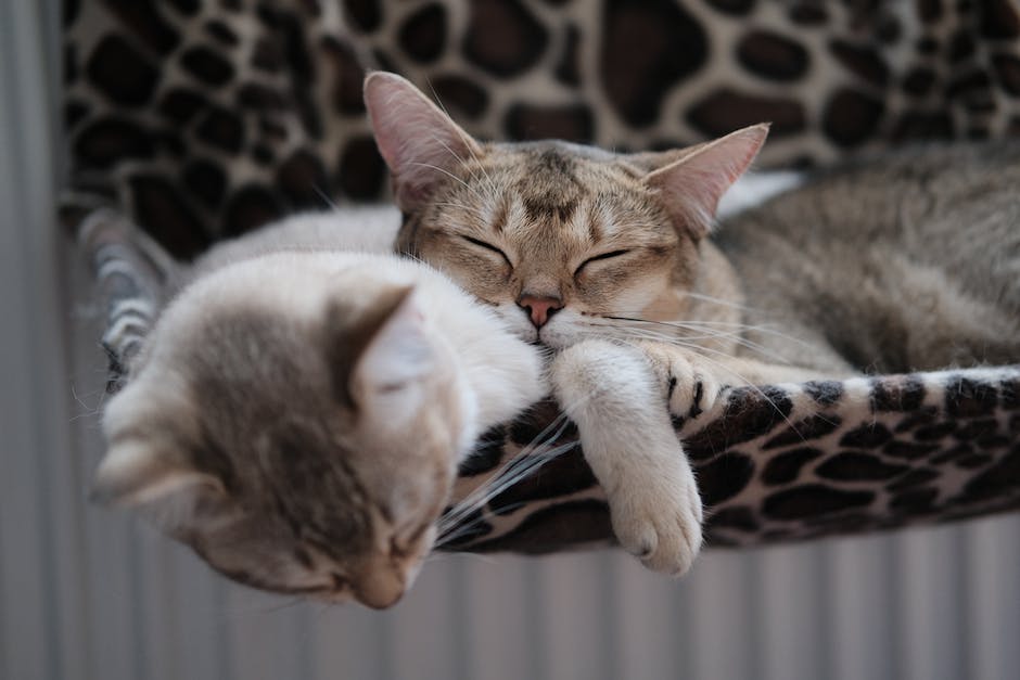 Katzen halten ihre Besitzer warm durch Fußwärme