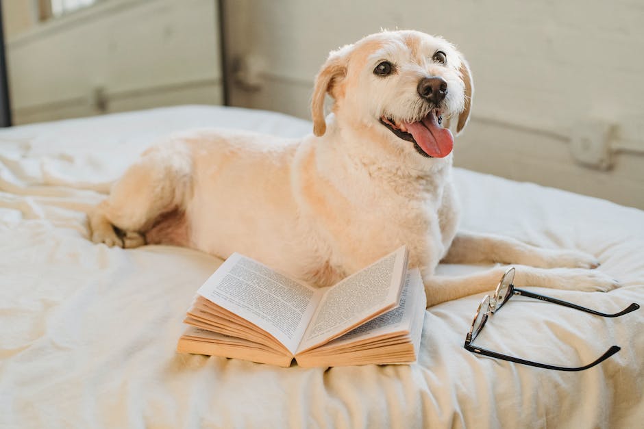 Hunde legen sich an menschliche Füße, um Sichtkontakt zu halten und zu zeigen, dass sie sich sicher und geborgen fühlen