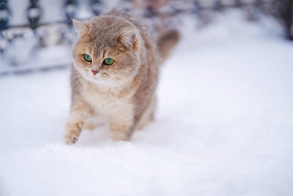 Katzen Füße Bevorzugung Gründe