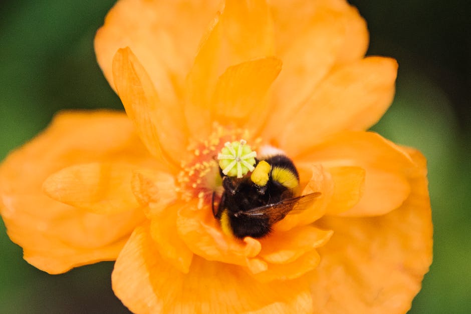  Bienenstich am Fuß behandeln