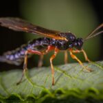 Bienenstich am Fuß behandeln