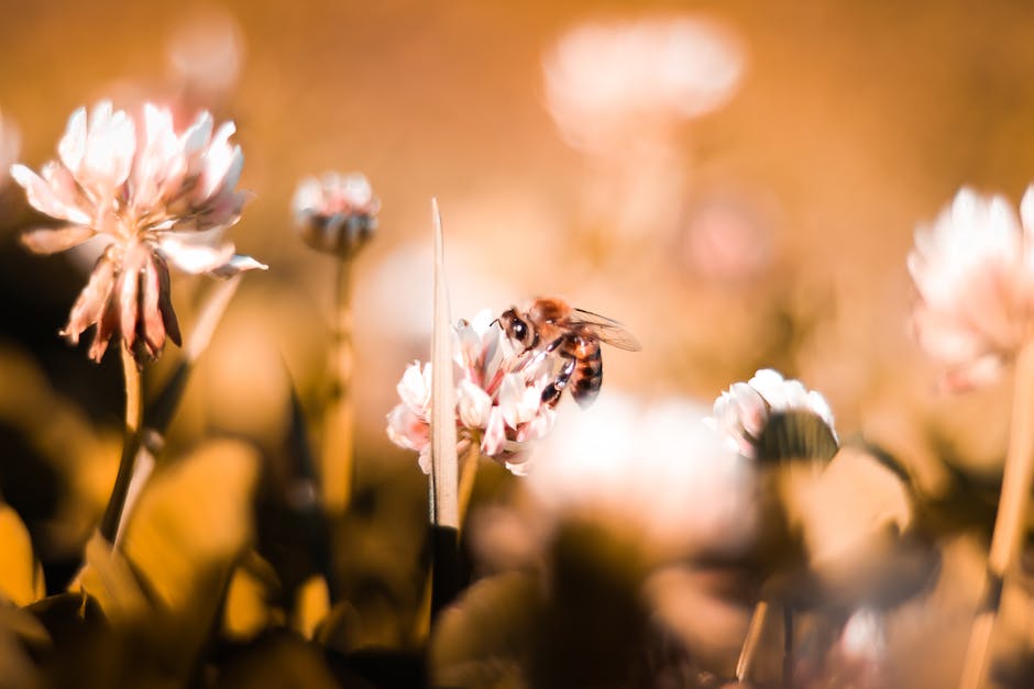 Bienenstich am Fuß behandeln