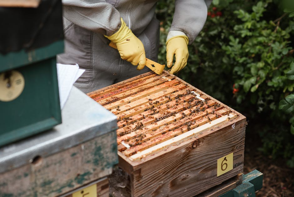  Bienenstich am Fuß behandeln