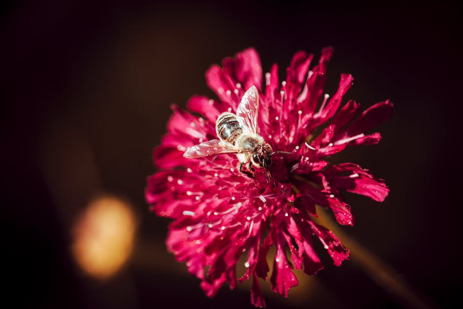 Behandlung eines Bienenstichs am Fuß