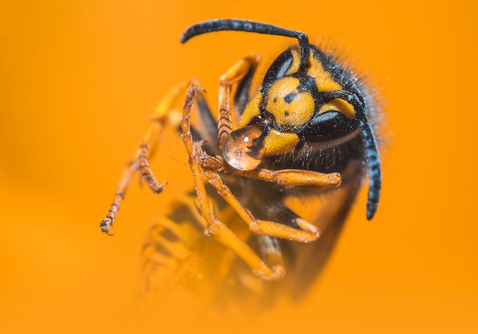  Behandlung von Bienenstich im Fuß