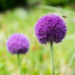 Bienenstich im Fuß behandeln.