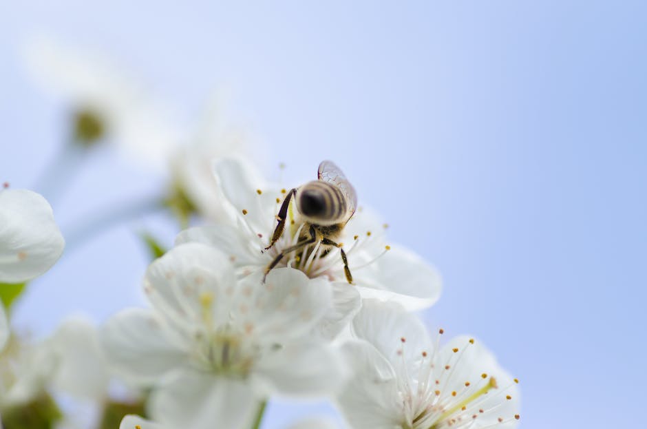  Behandlung für Bienenstich unterm Fuß