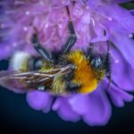 Abhilfe bei Bienenstich unterm Fuß