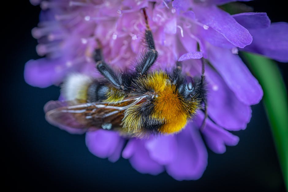 Abhilfe bei Bienenstich unterm Fuß