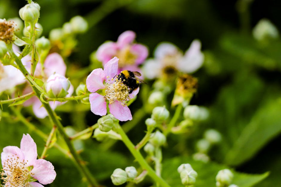  Behandlung von geschwollenem Fuß nach Bienenstich