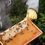 Geschwollener Fuß nach Bienenstich behandeln