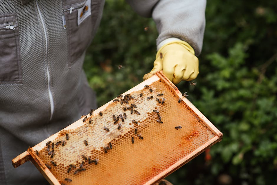 Geschwollener Fuß nach Bienenstich behandeln