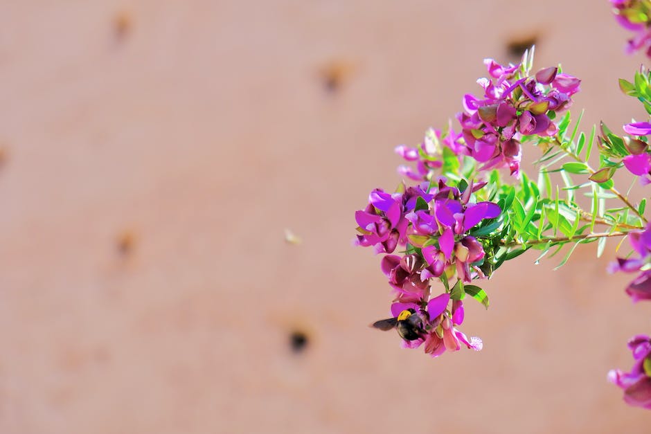  Bienenstich am Fuß vorbeugen