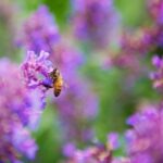 Bienenstich am Fuß behandeln