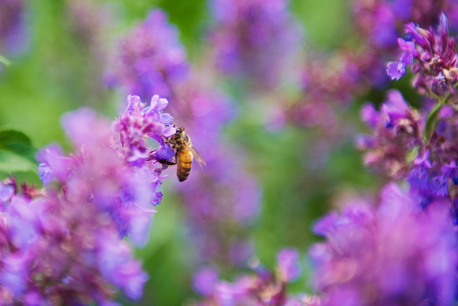 Bienenstich am Fuß behandeln