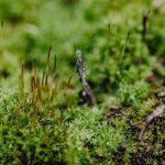 Nagelpilz am Fuß vorbeugen